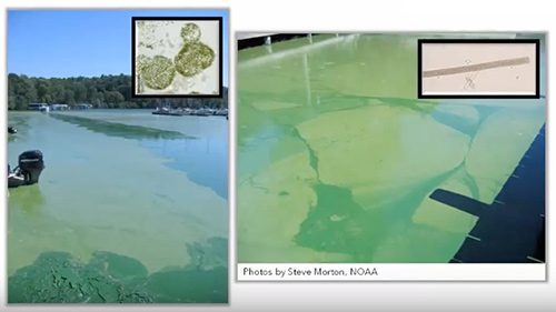 HAB-Webinar-Part1-Are-Toxins-All-That-Matter.jpg